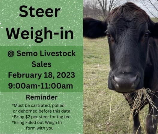 SEMO Fair Steer Weigh In
